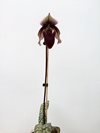 Paphiopedilum superbiene var curtisi (Orchid Inn)